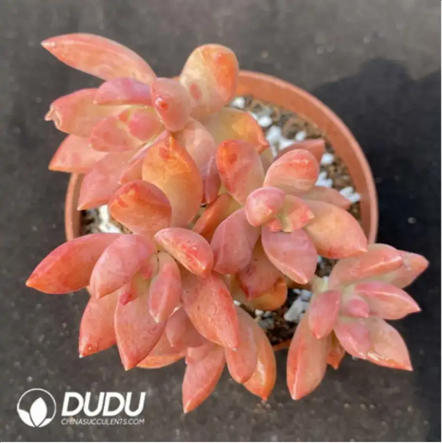 1756119064-1-1133.webp Sedum Pudding Clustering - Image 1