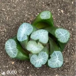 Haworthia Buyin