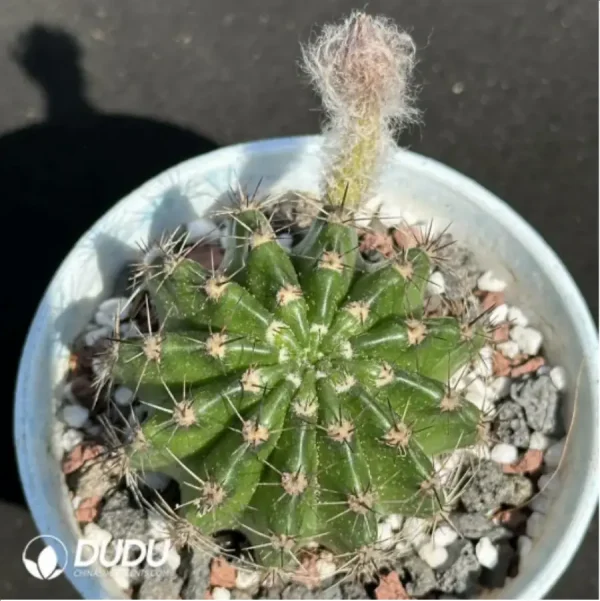 1756119075-1-2137.webp Cactus-Sorceress Schick - Image 1