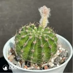 Cactus-Sorceress Schick - Image 2