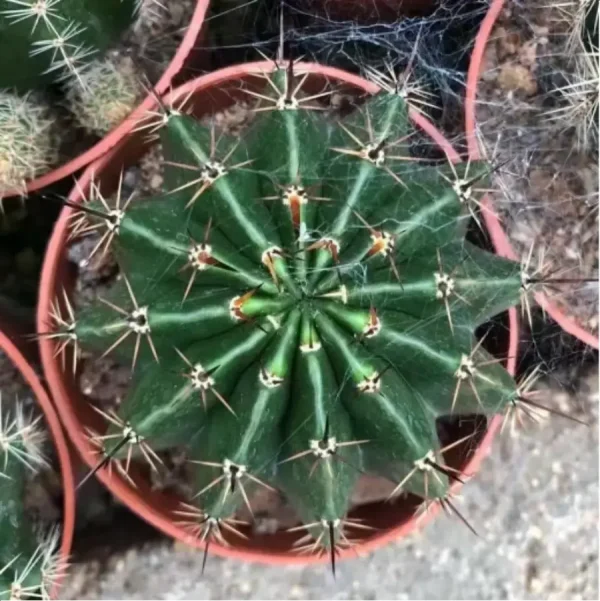 1756119077-1-3053.webp Cactus-Sorceress Schick - Image 1