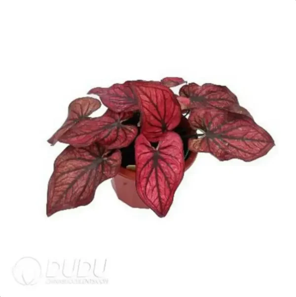 $0.3/pc Tropical Plant Caladium(100pcs) - Image 2