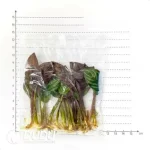 $0.3/pc Tropical Plant Caladium(100pcs)
