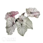 $0.3/pc Tropical Plant Caladium(100pcs) - Image 2