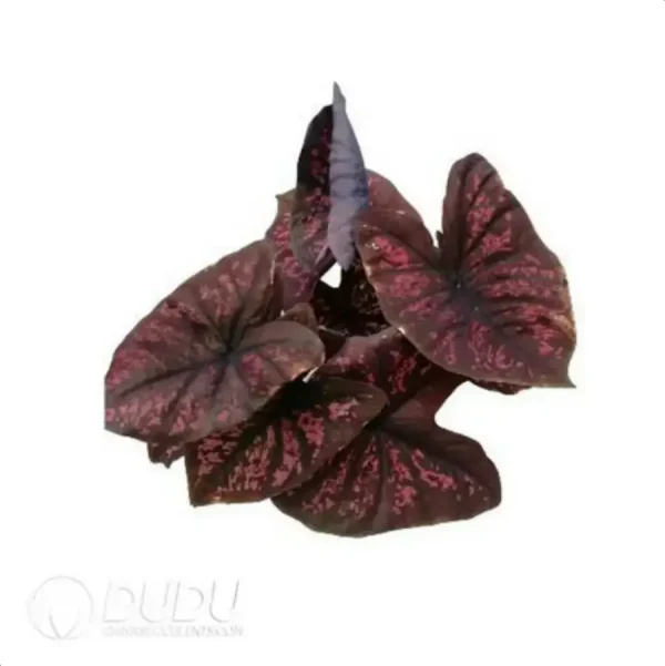 1756119088-2-694.webp $0.3/pc Tropical Plant Caladium(100pcs) - Image 2
