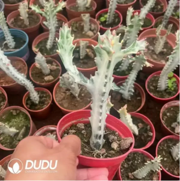 Euphorbia-trigona - Image 1