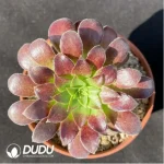 Aeonium Morning glow