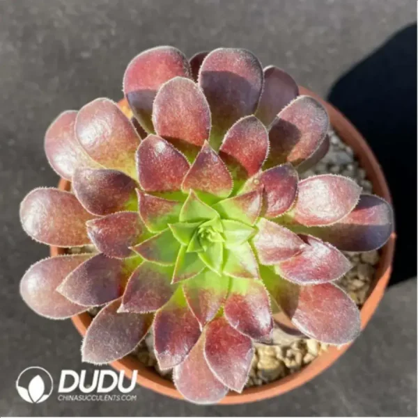 1756119097-1-1176.webp Aeonium Morning glow - Image 1