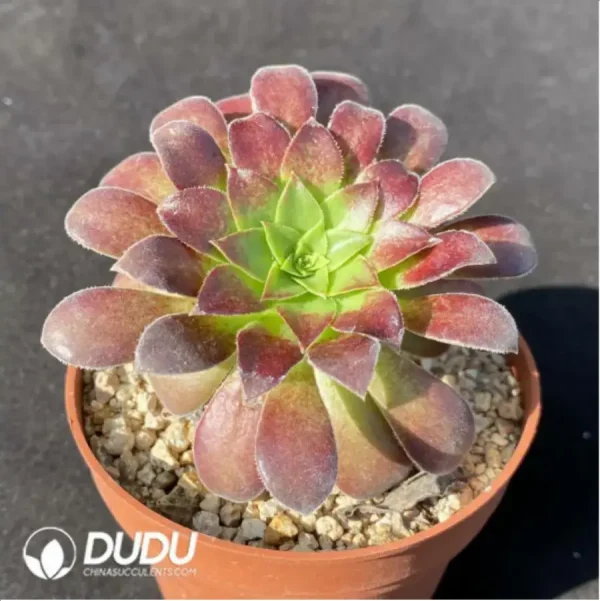 Aeonium Morning glow - Image 2