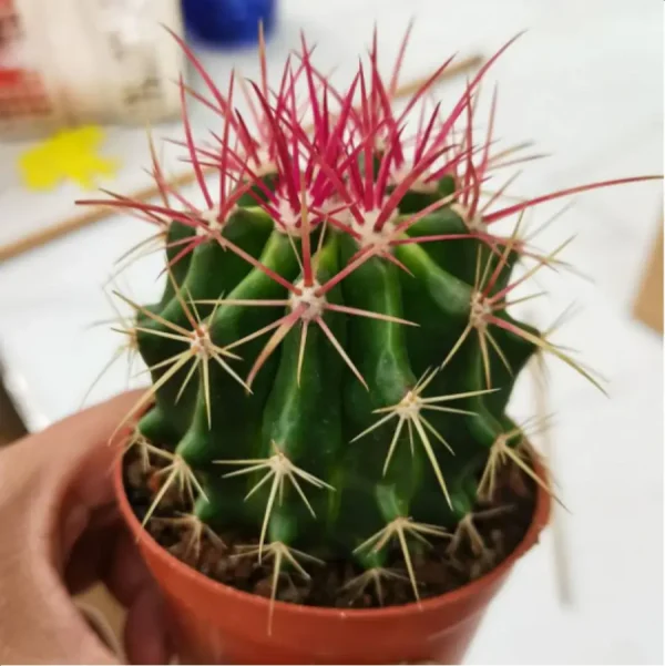1756119099-1-3092.webp Cactus-Fero pilosus - Image 1
