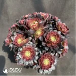 Aeonium Red flame lotus Clustering