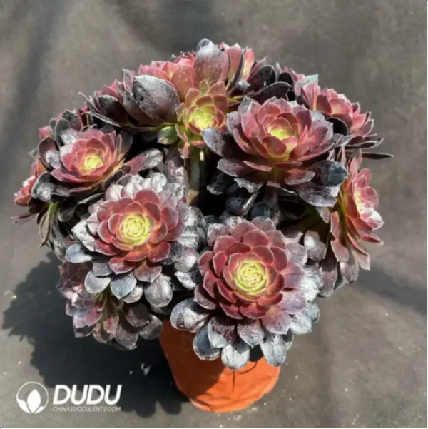 Aeonium Red flame lotus Clustering - Image 2