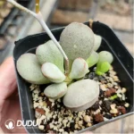 Adromischus Spring Frosted Eggs