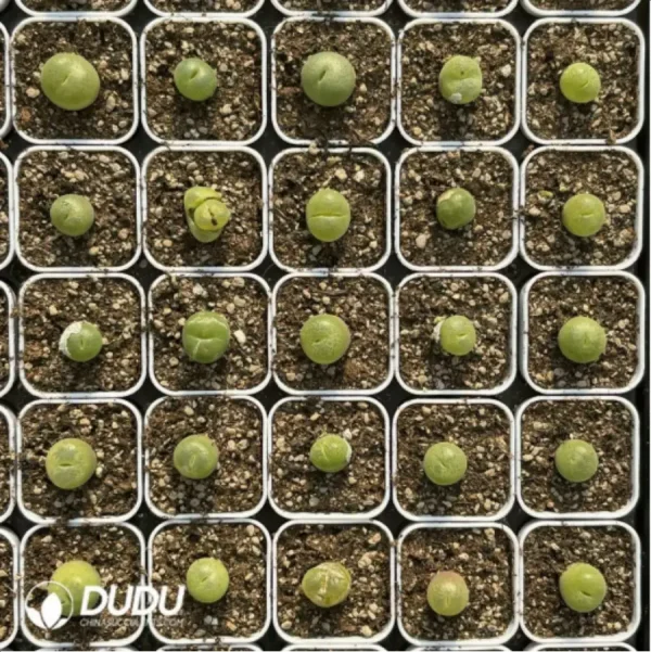 1756119111-1-2839.webp Conophytum-pillansii - Image 1
