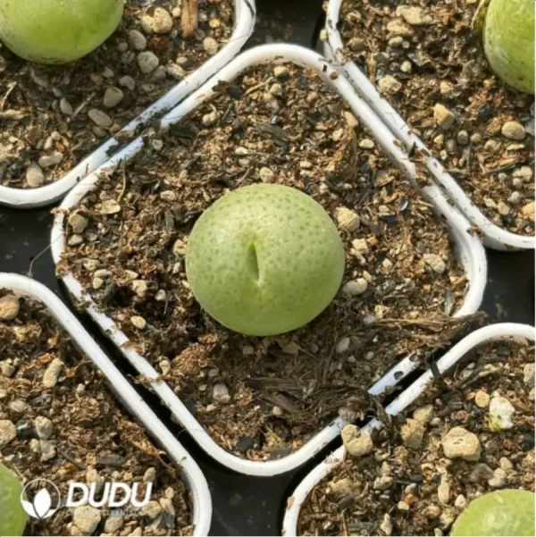 1756119112-2-1863.webp Conophytum-pillansii - Image 2