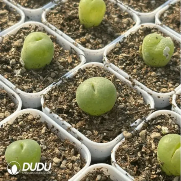 1756119113-3-476.webp Conophytum-pillansii - Image 3