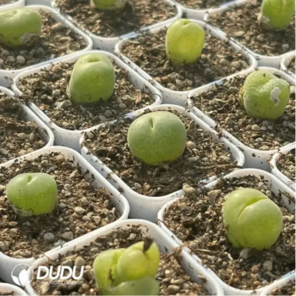 1756119114-4-292.webp Conophytum-pillansii - Image 4