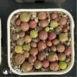 Conophytum-pillansii