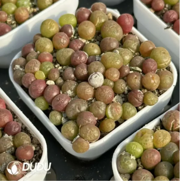 Conophytum-pillansii - Image 2