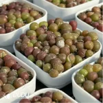 Conophytum-pillansii - Image 4