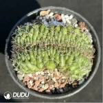 Cactus-Gymnocalycium anisitsii (K.Schum.) Cristata