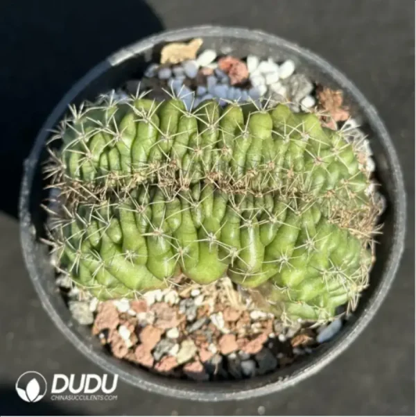 1756119121-1-2133.webp Cactus-Gymnocalycium anisitsii (K.Schum.) Cristata - Image 1