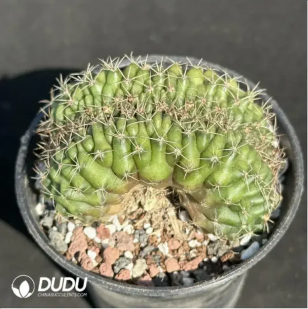 1756119122-2-1367.webp Cactus-Gymnocalycium anisitsii (K.Schum.) Cristata - Image 2