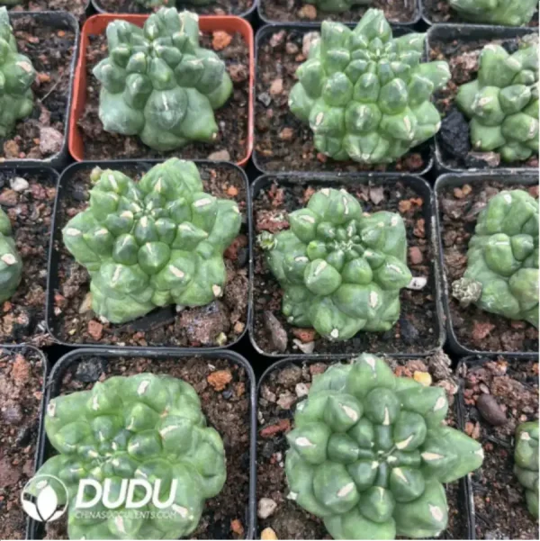 1756119123-1-1395.webp Cactus-Gymnocalycium anisitsii (K.Schum.) - Image 1