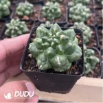 Cactus-Gymnocalycium anisitsii (K.Schum.) - Image 2