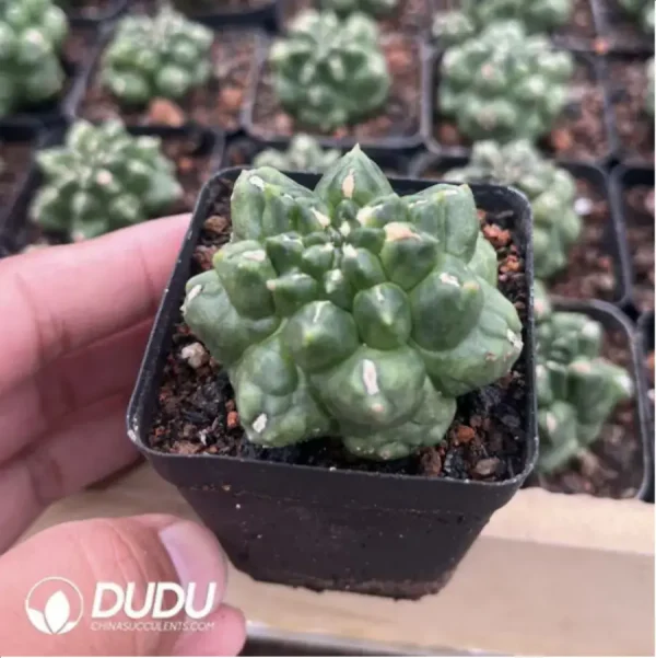 1756119124-2-874.webp Cactus-Gymnocalycium anisitsii (K.Schum.) - Image 2