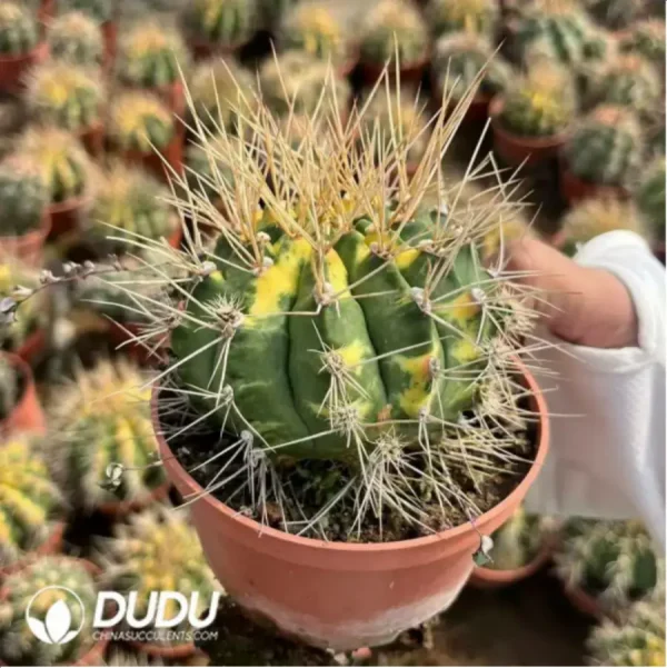 1756119125-1-1059.webp Cactus-Gymnocalycium anisitsii (K.Schum.) - Image 1