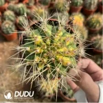 Cactus-Gymnocalycium anisitsii (K.Schum.) - Image 2