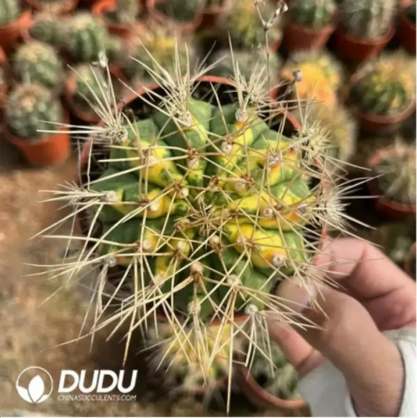 1756119126-2-709.webp Cactus-Gymnocalycium anisitsii (K.Schum.) - Image 2