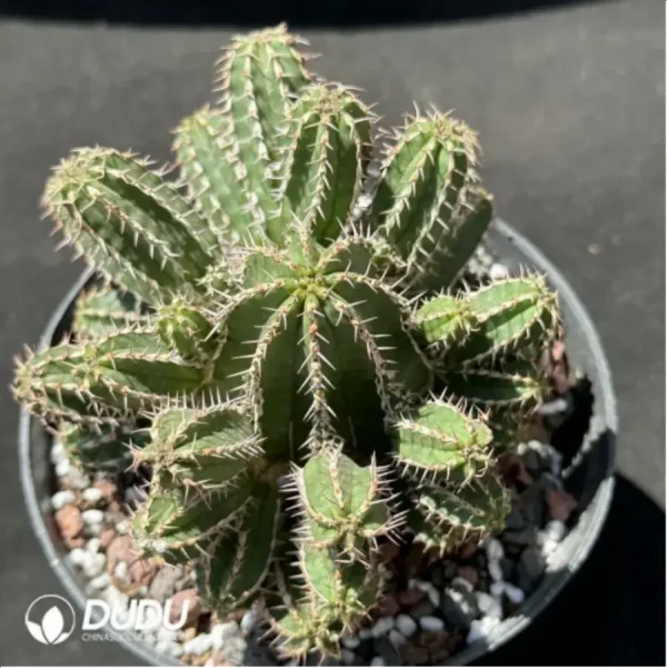 1756119127-1-2188.webp Cactus-senior general - Image 1