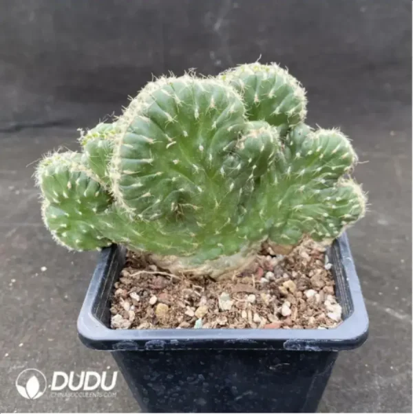 Cactus-senior general - Image 1