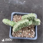 Cactus-senior general - Image 2