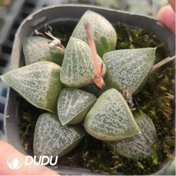 1756119133-1-815.webp Haworthia Okubo lens - Image 1