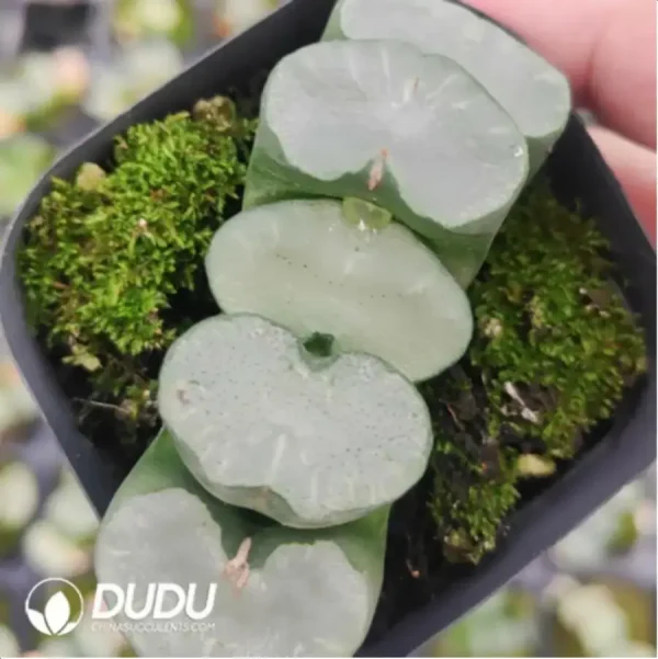 1756119134-1-807.webp Haworthia Okubo lens - Image 1