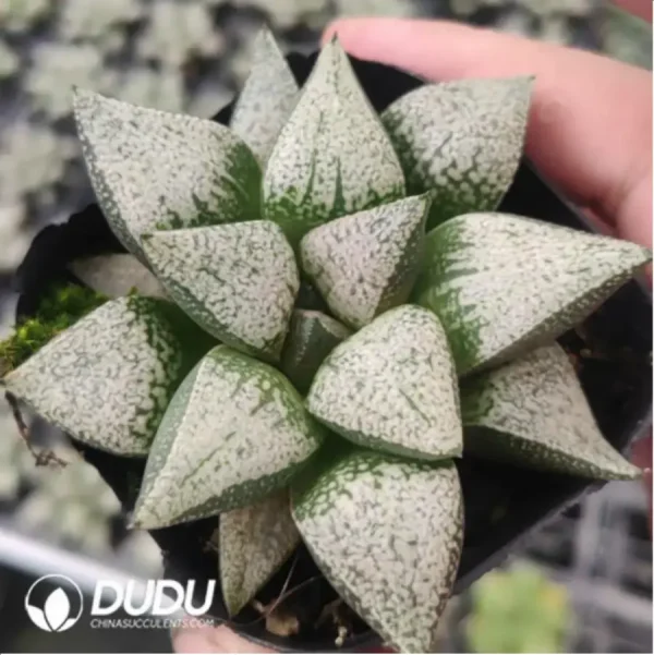 Haworthia Okubo lens - Image 1