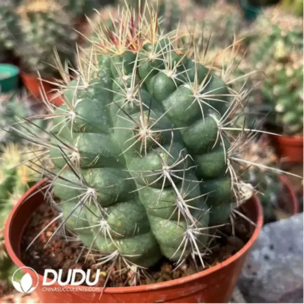 1756119141-2-426.webp Cactus-Thelobicolor - Image 2