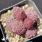 Adromischus Marianae - Image 2