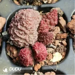 Adromischus Marianae