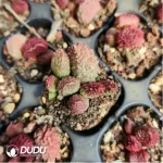 Adromischus Marianae - Image 2