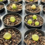 Conophytum-burgeri L.Bolus