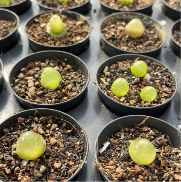 1756119157-1-2533.webp Conophytum-burgeri L.Bolus - Image 1