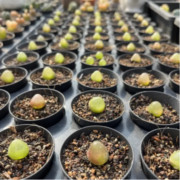 Conophytum-burgeri L.Bolus - Image 2