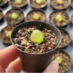 Conophytum-burgeri L.Bolus - Image 3