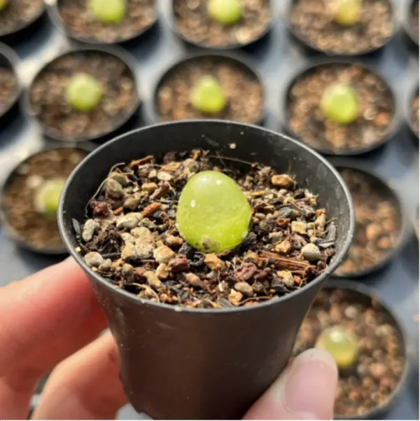 Conophytum-burgeri L.Bolus - Image 3