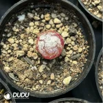 Conophytum-burgeri L.Bolus