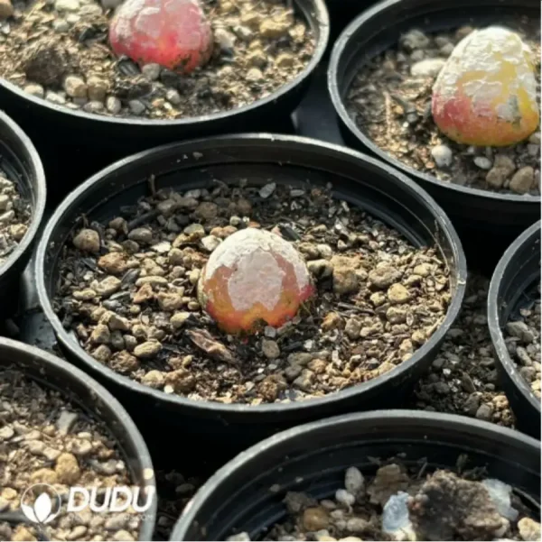 Conophytum-burgeri L.Bolus - Image 2